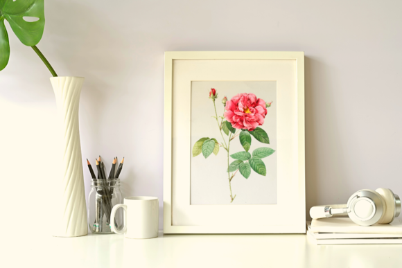 Download Vintage Botanical Illustration of Rose - Vintage botanical illustration Collection